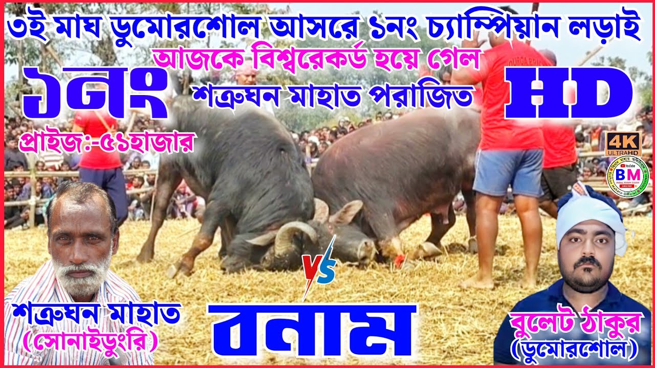 ৩ই মাঘ ডুমোরশোল আসরে ১নং বিশ্বচ্যাম্পিয়ন কাড়া লড়াই শত্রুঘন মাহাত v/S বুলেট ঠাকুর সম্পূর্ণ লড়াই🏆 