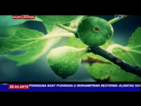 Sukses Budidaya Buah Tin