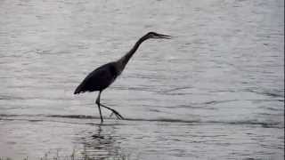 Great Blue Heron calling