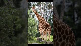Could AI Save Endangered Species?