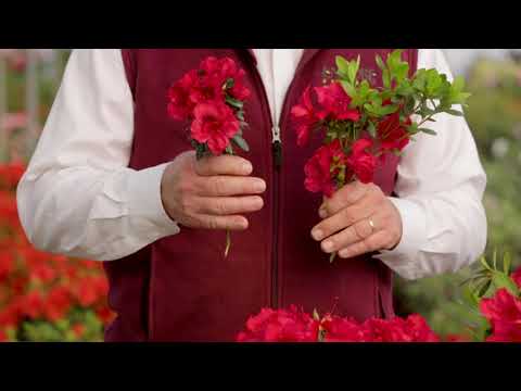 Encore Azalea Autumn