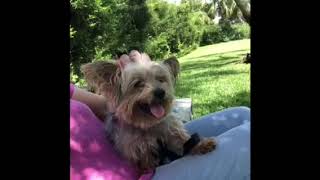Video of adoptable pet named Thomas Owen