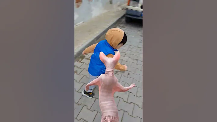 Video 11772391: cute funny sphynx cat, sphynx cat baby