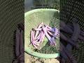 Saved Most Venomous All Snake 🐍😱 #viralvideo #shorts #sea #tending #animals
