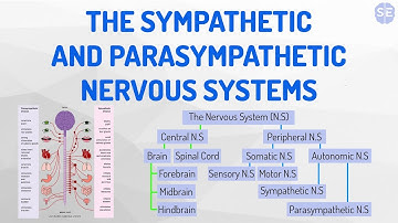 [Psychology] The Nervous System #09: The Sympathetic And Parasympathetic Nervous System