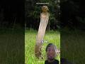 king cobra !!! #animals