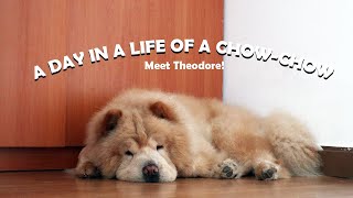 MOST REQUESTED VIDEO: A day in a life of a calm CHOW-CHOW (Vlog#71) by funneimom 12,718 views 2 years ago 10 minutes, 55 seconds