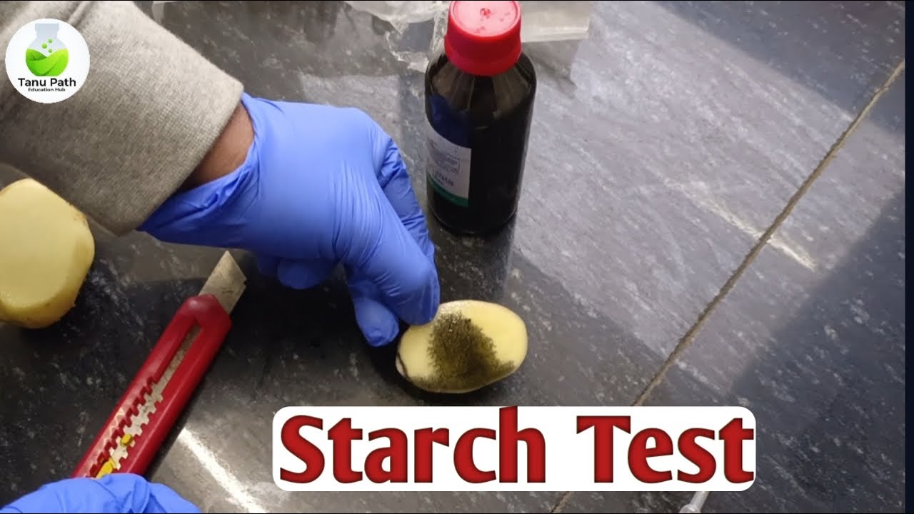 starch test starch test with iodine YouTube