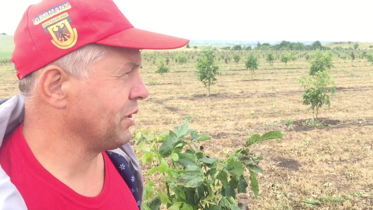 Сколько нужно человек для обработки 10 гектар Орехового сада