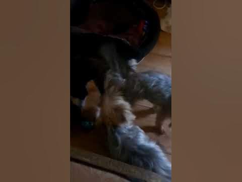 жесткая ебля - YouTube