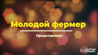 Первые результаты, бизнес на птице, купил хороший корм!