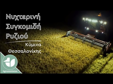Νυχτερινή Συγκομιδή Ρυζιού
