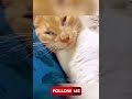 Funny Animals 3 #animals #puppy #cats #pet #follow #tiktok #viral #funny #dog #shorts