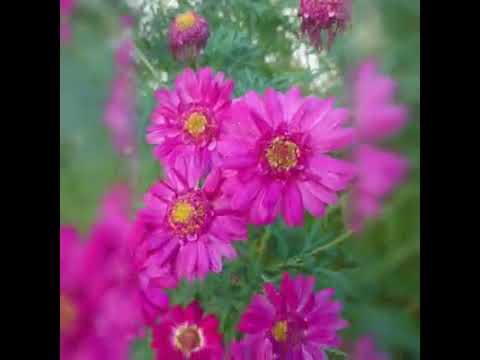 بحياة عينك يا ورد نيسان زه ر على شباكن العشقان