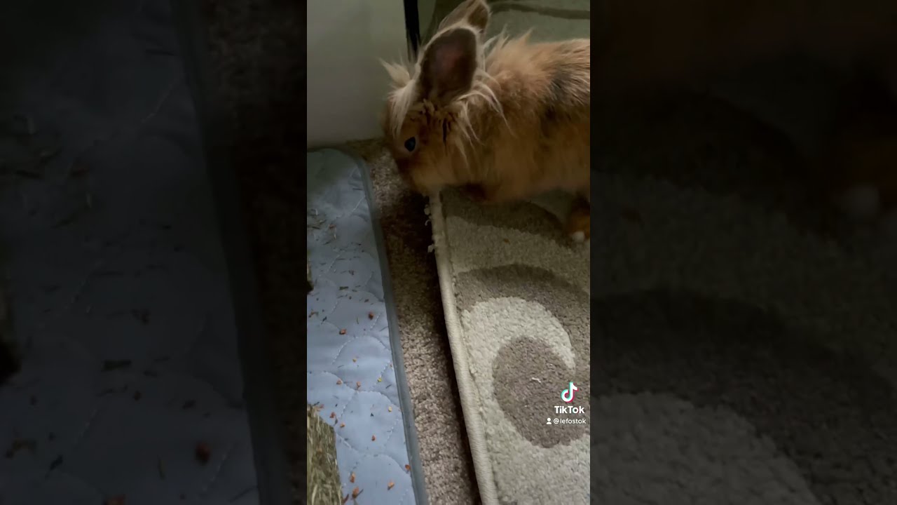 How To Stop Your Bunny Chewing And Pulling Carpet - Rabbit Hacks - #Shorts #Rabbittraining #Rabbit