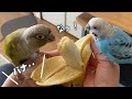 バナナが忘れられないインコに「バナナ」と教えてみた　Teaching Word "Banana" to Parakeet That Can't Forget About It