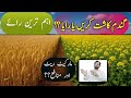 Which crop is better Wheat or Raya / Canola? | Expected rates of wheat and oilseed crop in Pakistan
