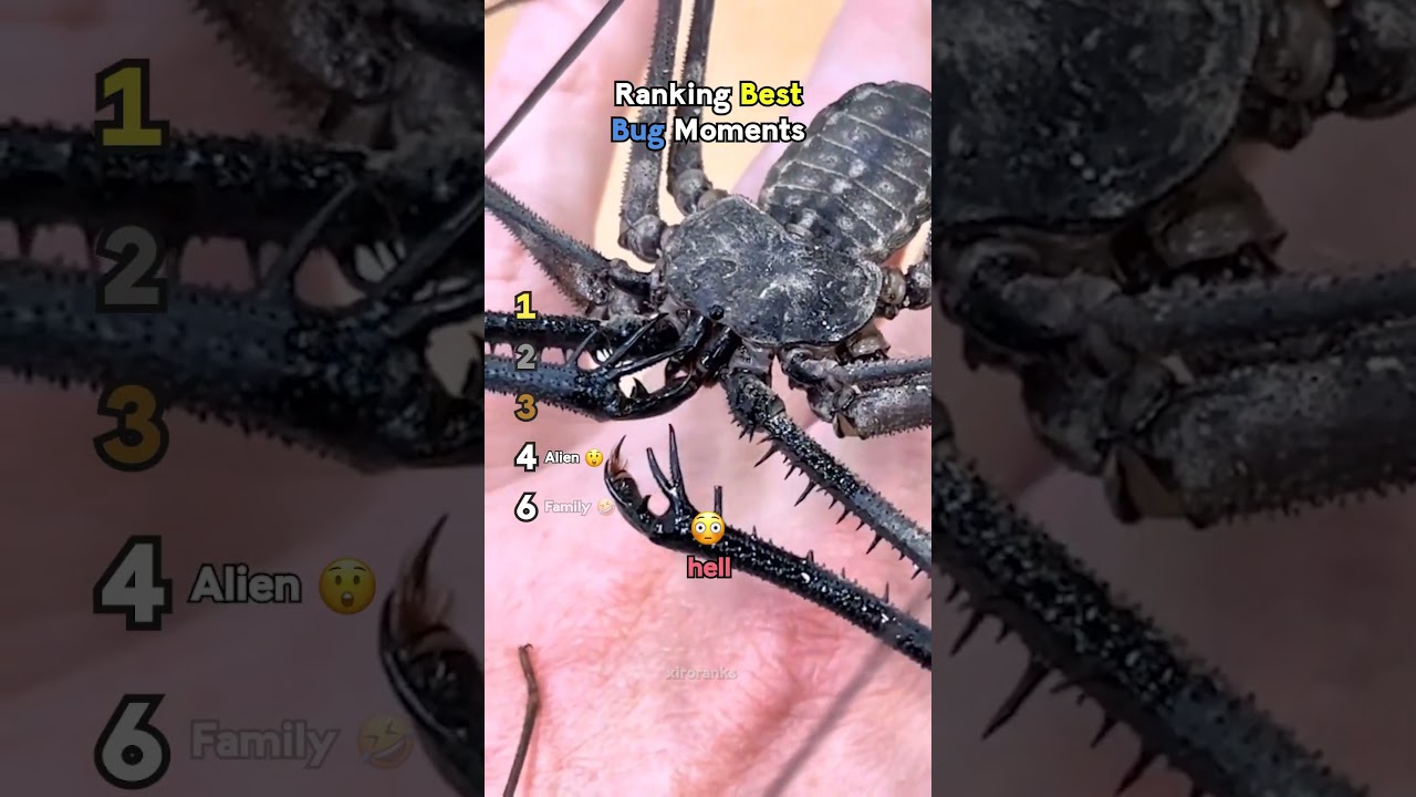Ranking Best Bug Moments