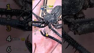Ranking Best Bug Moments