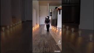 black queen cat walk  black cat #cat #cutecats