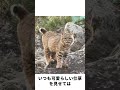 少女が偶然、檠に挟まれたヤマネコを助ける。すると数日後、そのヤマネコが子供を連れて訪ねてきた#自然 #動物 #好きな子猫