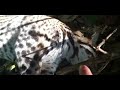 Cunaguaro (Leopardus pardalis) muerto por cazadores
