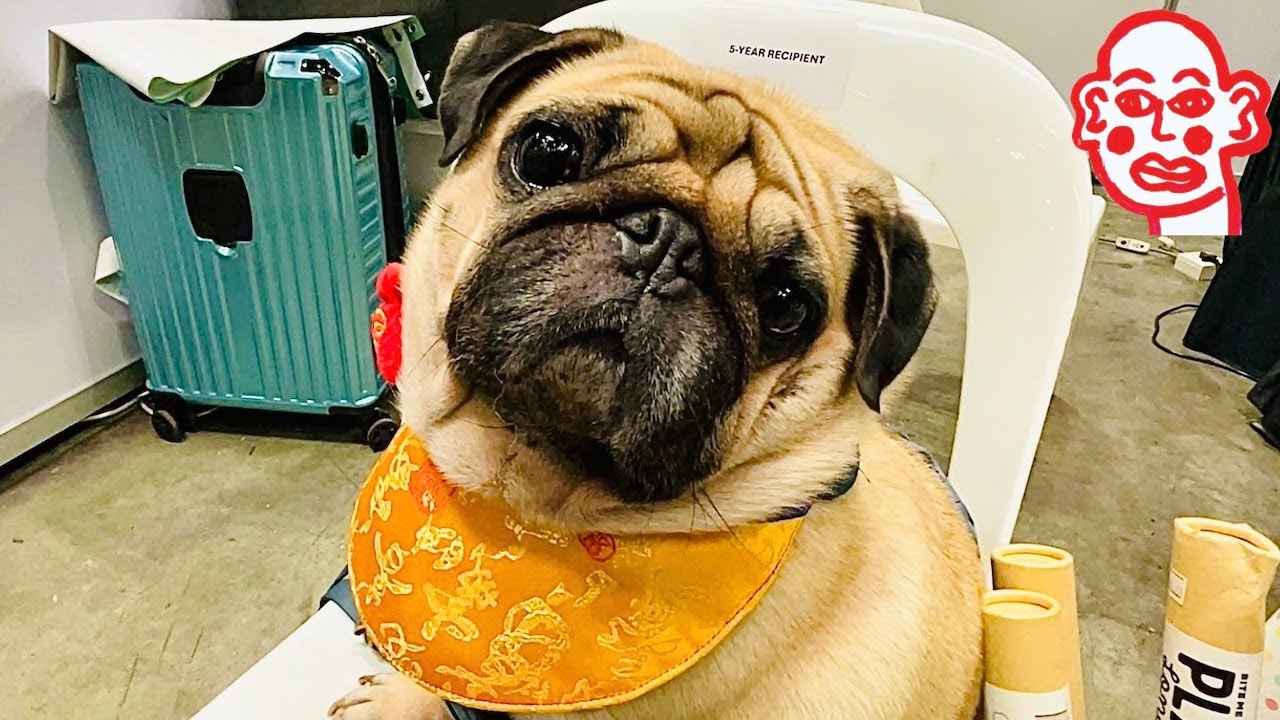Beautiful Humans Dogs And Cats Pets And Plants Extravaganza 2024 beautiful-humans-dogs-and-cats-pets-and-plants-extravaganza-2024