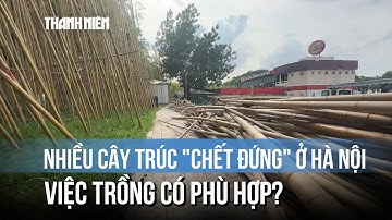 Vụ nhiều cây trúc "chết đứng" ở Hà Nội: Đánh giá việc trồng trúc có phù hợp
