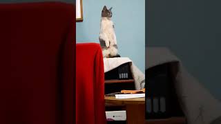 Cat’s Fixated Reaction to Something Captivating Outside Window