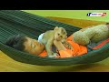 Cute Tiny Olly With Brother Meng Relaxing And Sleep On Hammock