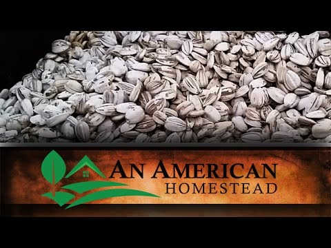 How We Harvest and Eat Sunflower Seeds - An American Homestead