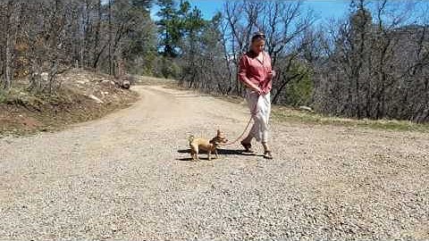 Introduction to Prong Collars - part 2