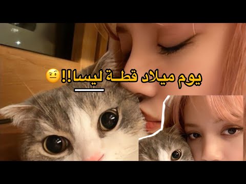 قطة ليسا ليسا لياسمين وبسس     كلشي عن ليسا ليسا ليليز لاليسا