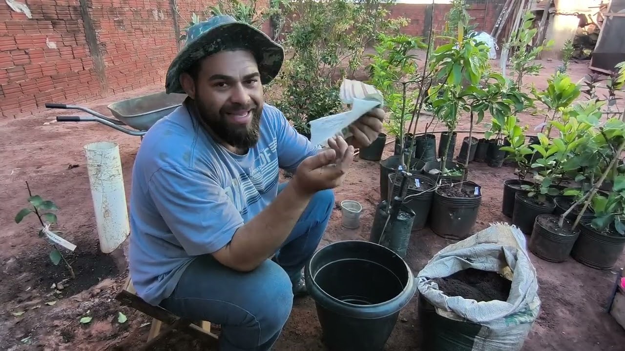 Aprenda a plantar sua frutífera no vaso. Como plantar Mirtilo no Vaso.