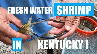 Harvesting Fresh water Shrimp...IN KENTUCKY...