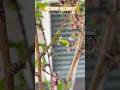Nectarine Tree is starting to Fruit | Zone 8A | Urban Garden || Steffanie’s Journey