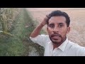 |Today Vibe| How to irrigate crops through a water channel?