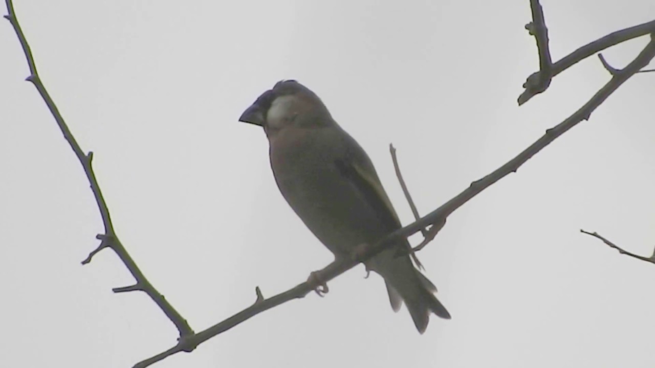Arabian Golden-winged Grosbeak 