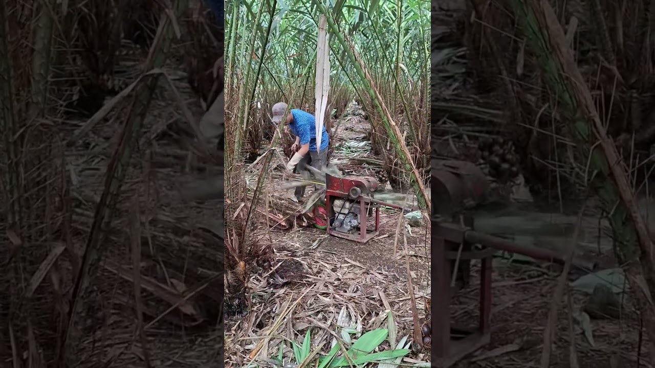 mesin cacah ranting salak #automobile #asmrvideo