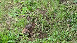Chipmunk digging his hole part 1