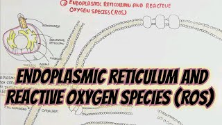 Endoplasmic Reticulum And Reactive Oxygen Species(ROS) @umerfarooqbiology7083 Er Ras Cell Ine