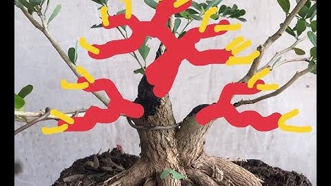 CẮT TỈA SƠ LẠI CÂY LINH SAM CHO ĐẸP HƠN