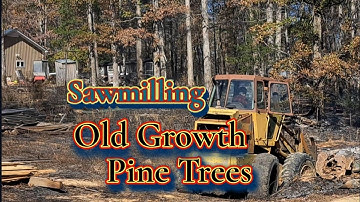 Sawmill-Old Growth Pine trees#sawmill#woodmizer