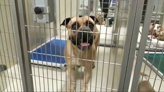 CUTE Kern County Animals (PROVIDE HOMES) Bakersfield Adoption