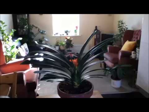 Video: Forcing Clivia To Bloom - Kawm Yuav Ua Li Cas Clivia Rebloom