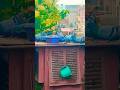 #🕊️🕊️Dar Lag Rha Hai 👿 Jonsire kabutar ki #short# video# viral#🇮🇳