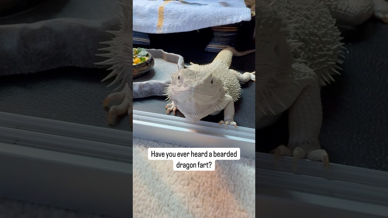 Bearded dragon FARTS 💨🦎 Percy felt much better after this one! 
