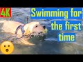 Dog Swimming at a Beach for the First Time | OMG Must Watch | Puppy Swimming First Time