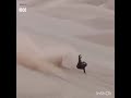 اغاني شم شم 
