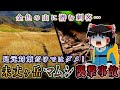 金色の山に潜む刺客…毒蛇対策は足元だけじゃダメ!未丈ヶ岳マムシ襲撃事故をゆっくり解説 #113